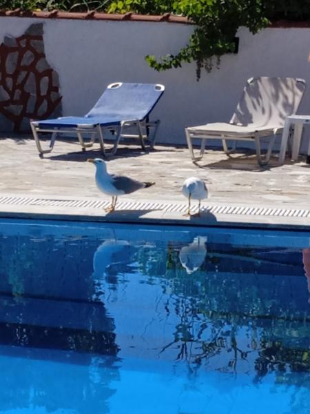Avgerinos Paradise Studios Petra Ενοικιαζόμενα δωμάτια