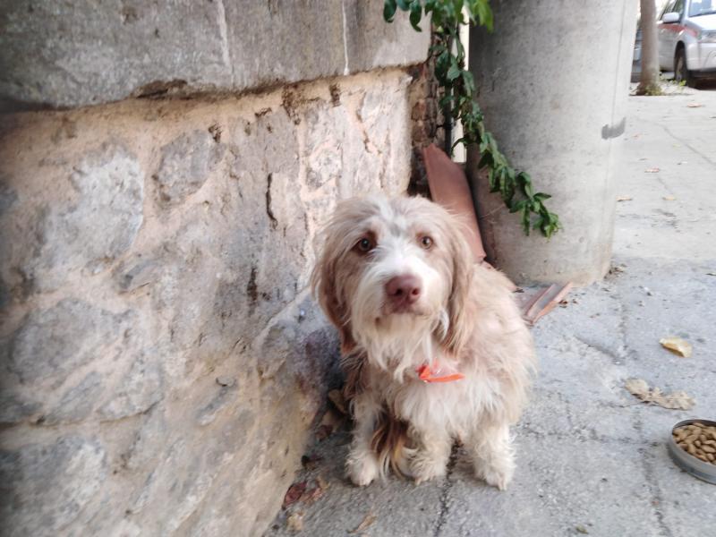 Τούρβαλη Μυρσίνη Vet Clinic Κτηνιατρείο