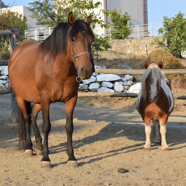 Lasinthos Παραδοσιακοί ξενώνες