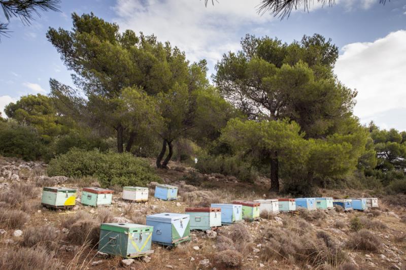 Μελισσοκομικά προϊόντα Φωτόπουλος Χαράλαμπος, Κορώνη