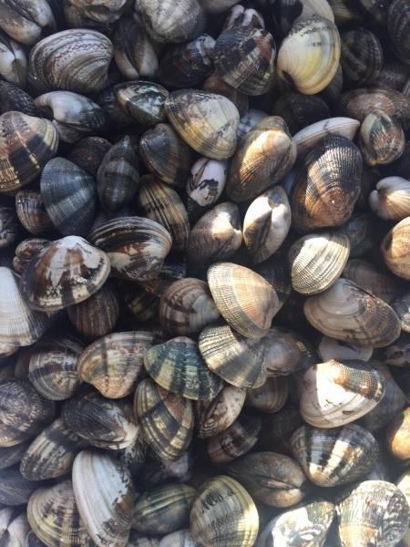Molluska Οστρακοπωλείο Παραγωγή όστρακων