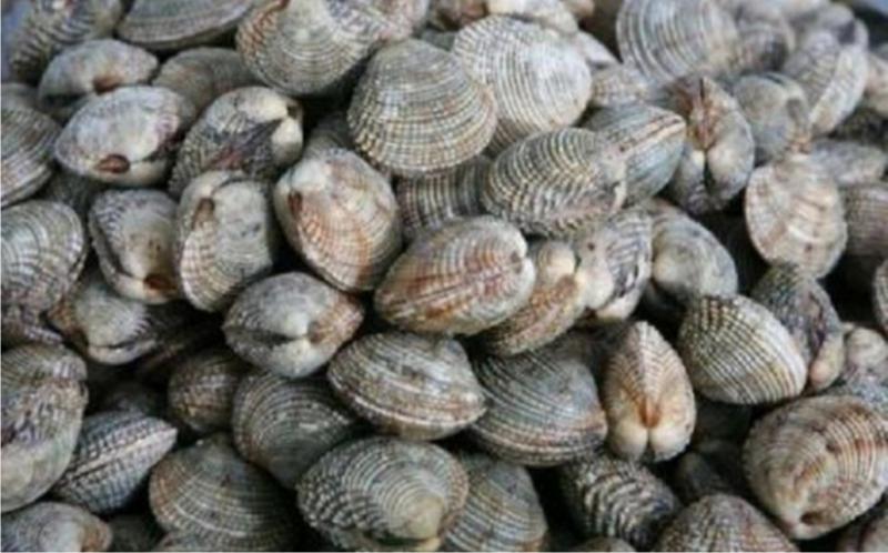 Molluska Οστρακοπωλείο Παραγωγή όστρακων