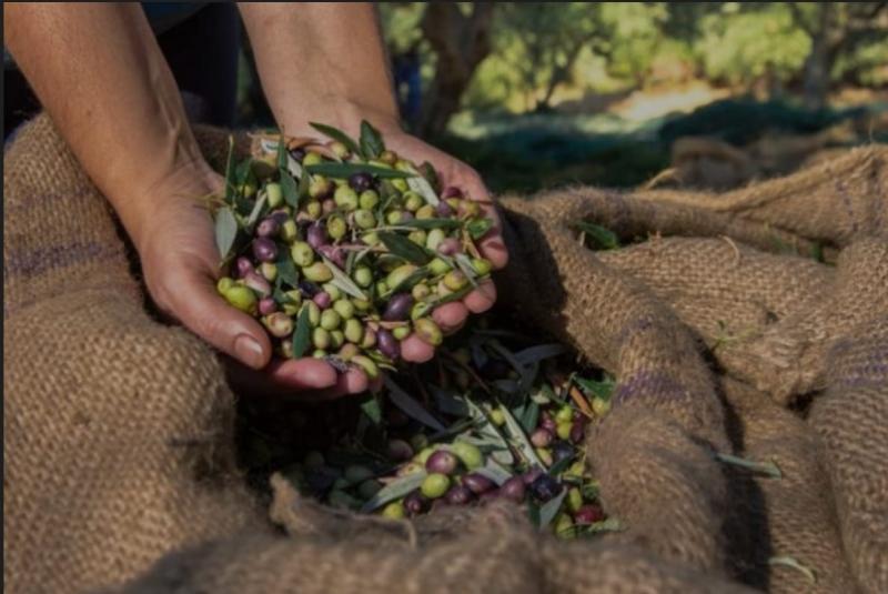 Assargiotakis Olive Oil Συσκευασία Τυποποίηση Εμπόριο ελαιόλαδου