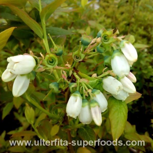 Ulterfita Superfoods Φυτώριο