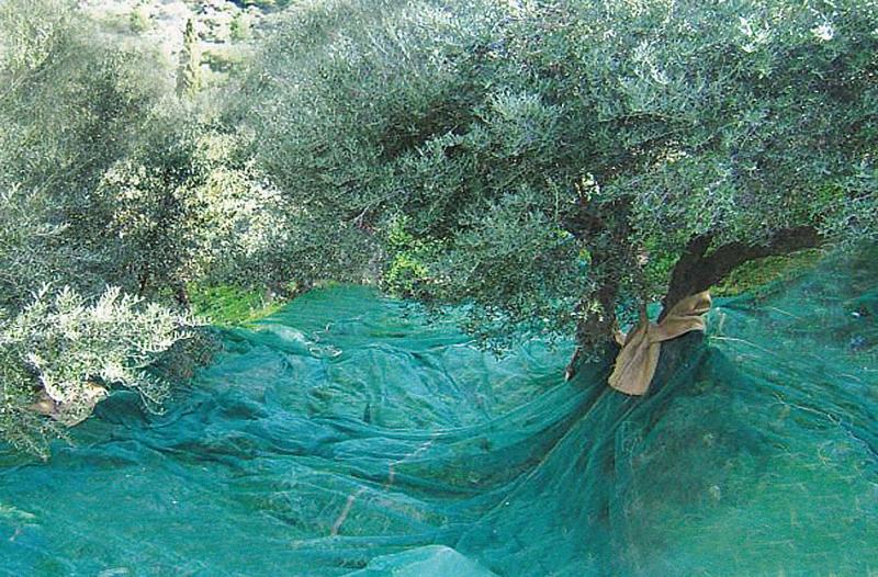 Αγροτικός Ελαιουργικός Συνεταιρισμός Κορυφασίου - Αγροτικός συνεταιρισμός - Πύλος
