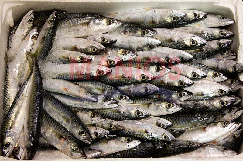 Manios Fish - Χονδρικό εμπόριο θαλασσινών - Καβάλα