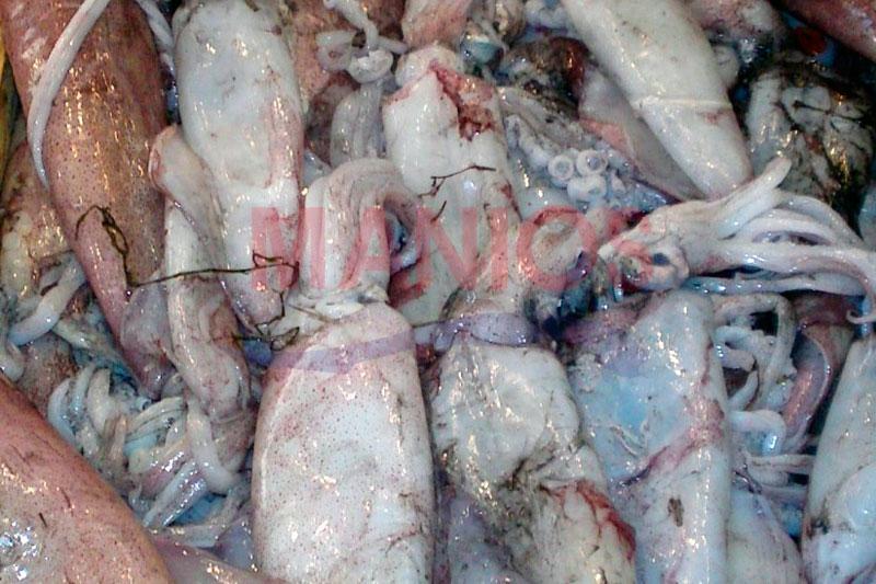 Manios Fish - Χονδρικό εμπόριο θαλασσινών - Καβάλα