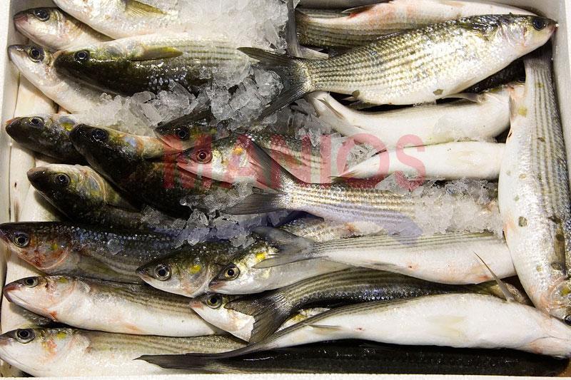 Manios Fish - Χονδρικό εμπόριο θαλασσινών - Καβάλα