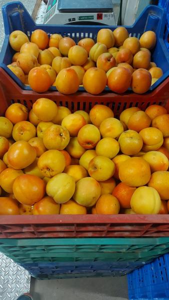 Μπουρδέκας Γ & Θ ΙΚΕ Χονδρικό εμπόριο οπωροκηπευτικών