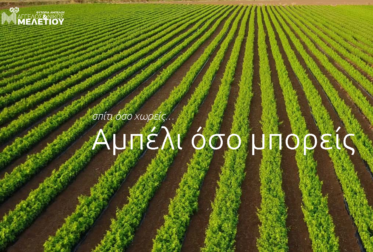 Αμπελουργικό Φυτώριο Άγγελος και Νίκος Μελετίου Φυτώριο