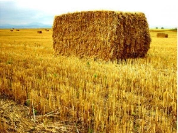 Μπικάκης Μ. Ιωάννης - Εμπόριο ζωοτροφών - Μοίρες