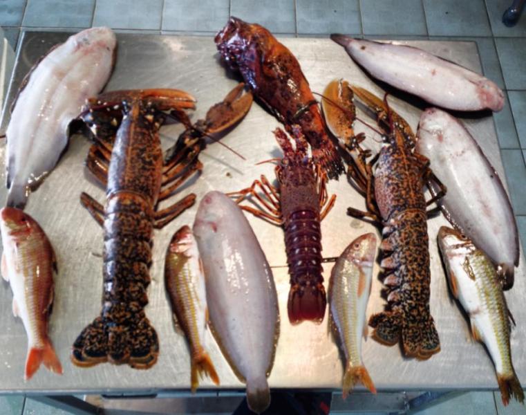 Αφοι Λαζαρίδη (Aktio Sea Garden) - Εμπόριο ψαριών - Νέα Μηχανιώνα