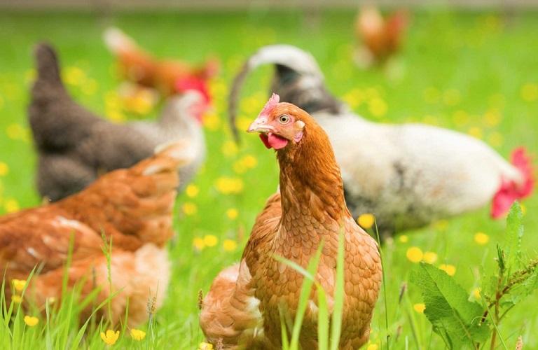 Πτηνό Farm Κλουπώδης