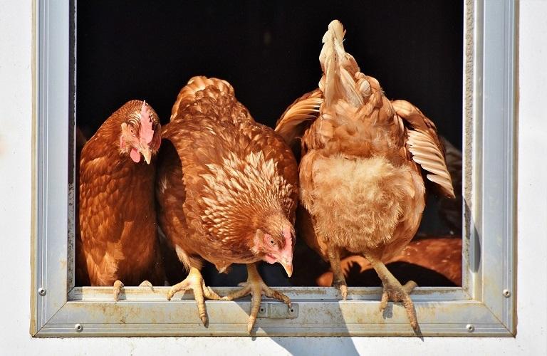 Πτηνό Farm Κλουπώδης Πτηνοτροφείο Λαγκαδάς