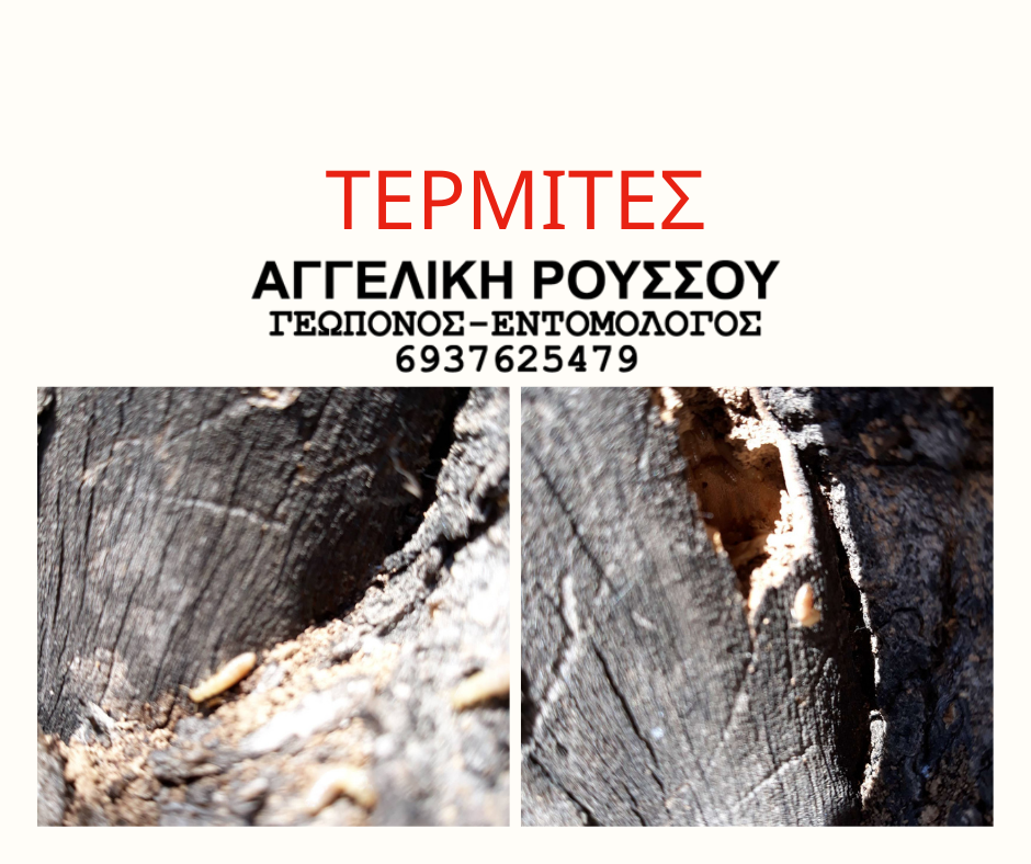 Ρούσσου Αγγελική Γεωπόνος