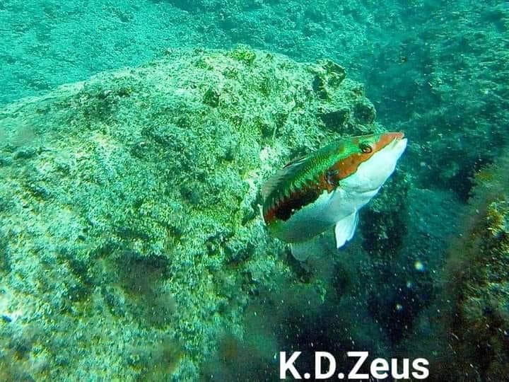 Kefalonia Discoveries Zeus Θαλάσσιες τουριστικές εκδρομές