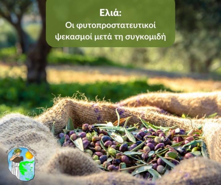 Γεωργικά εφόδια Σπόροι Θρακική Σποροπαραγωγή