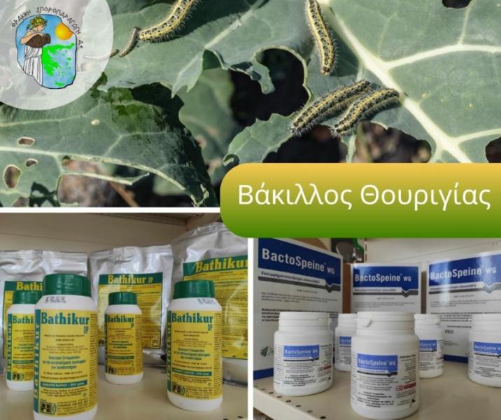 Αλεξανδρούπολη Γεωργικά εφόδια Σπόροι Θρακική Σποροπαραγωγή